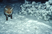 Vercors : Le renard impregne des Chaumailloux